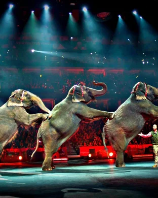Fear Circus Kissimmee