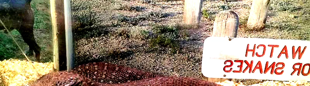 Repticon Reptile and Exotic Animal Show