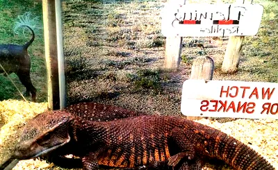 Repticon Reptile and Exotic Animal Show