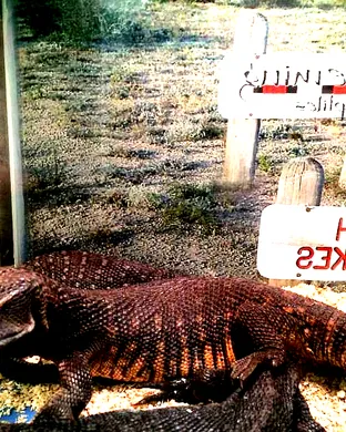 Repticon Reptile and Exotic Animal Show event